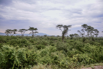 Landscape in Queens Elizabeth