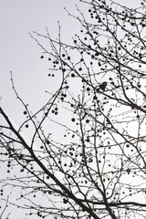 Barren platanus tree branches and its fruits