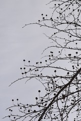 Barren platanus tree branches and its fruits