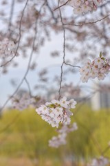 Close-up image of cherry blossoms in 2019