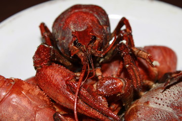 red boiled crayfish