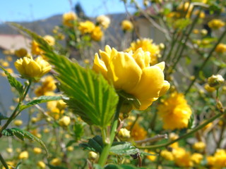 Liguria, Italy &ndash; 04/03/2019: Beautiful caption of the fruits tree and other different  plants with first amazing  white and yellow flowers in the village and an incredible blue sky in the background. 