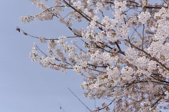 Close-up image of cherry blossoms in 2019