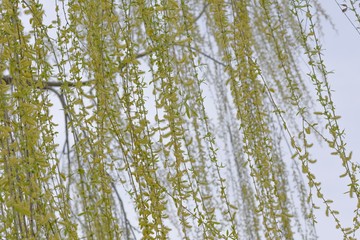 Willow tree branches are sprouting leaves and flowers