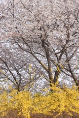 Fototapeta premium Close-up image of cherry blossoms in 2019