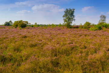 Common Heather (Calluna vulgaris) blooming with blue sky, Kroondomeinen, Netherlands