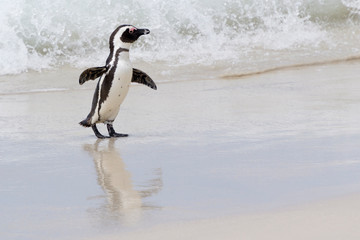 African penguin, jackass penguin, black-footed penguin (Spheniscus demersus), walking on beach, Boulder beach, South Africa
