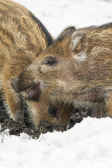 Two wild piglets seek food under the snow by digging up the ground cllose up