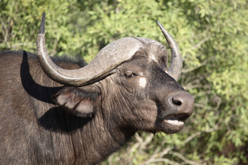 Obraz na płótnie Canvas Kaffernbüffel / Buffalo / Syncerus caffer