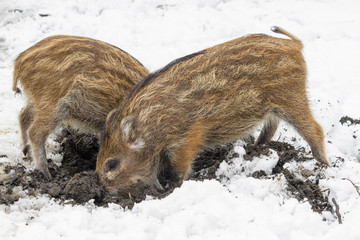 Two wild piglets seek food under the snow by digging up the ground © Jaroslav Pap