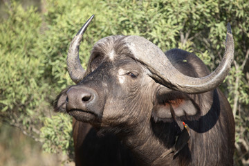 Kaffernbüffel und Rotschnabel-Madenhacker / Buffalo and Red-billed oxpecker / Syncerus caffer et Buphagus erythrorhynchus