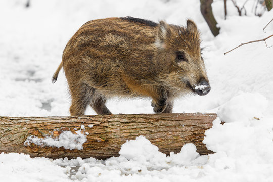 wild piglet in the snow 