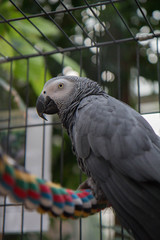 Obraz premium parrot in cage