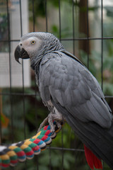 portrait of a parrot