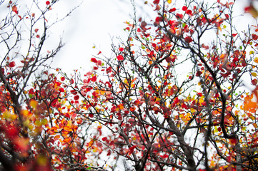 Herbstlich verfärbte Blätter an einen Busch.