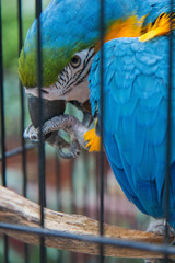 parrot in cage