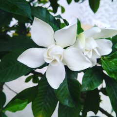 Obraz premium flowers from my little garden