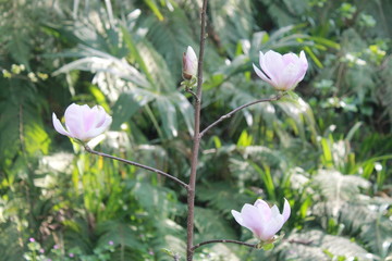 flowers in the garden