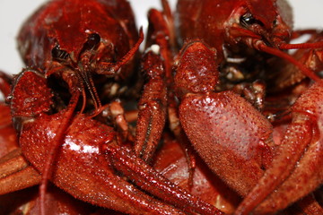 red boiled crayfish with claws