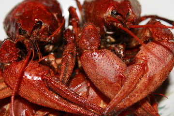 red boiled crayfish with claws