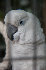 portrait of a parrot