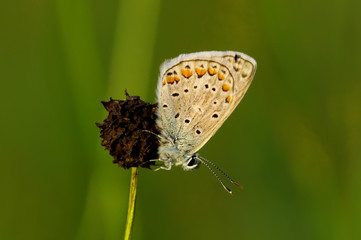 Schmetterling im Sommer