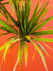 Tropical palm leaf, floral pattern background. Living Coral color of the year 2019. Macro