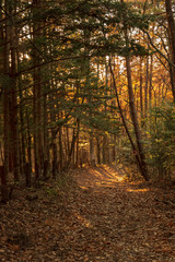 Fototapeta premium 山小屋の暮らしかた