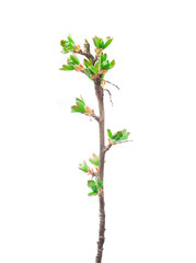 fresh branch of new plant stem isolated