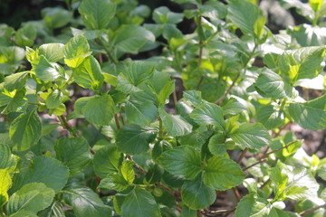 green leaves of a tree in spring
