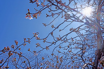 white  sakura cherry blossom flowers and trees in Tokyo city