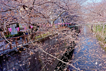 Fototapeta na wymiar City river, traditional lamp and sakura cherry blossom flowers in Tokyo