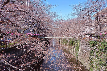 City river, traditional lamp and  sakura cherry blossom flowers in Tokyo