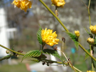 Liguria, Italy – 04/03/2019: Beautiful caption of the fruits tree and other different  plants with first amazing  white and yellow flowers in the village and an incredible blue sky in the background. 
