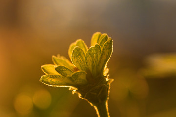 Gelbe Blume im Gegenlicht