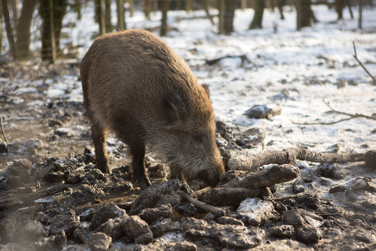 Wild boar in wintertime