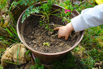 A little boy is playing with the ground in the garden. Parsley plant in a pot. Celebrate Earth Day. 