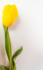 Yellow tulip on white background.  yellow tulips in a female hand on a white background. tulip closeup.