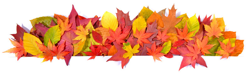 Naklejka na ściany i meble Autumn Leaves - Panorama Background
