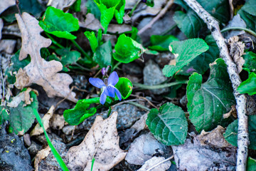 Little blue spring flowers. April primroses with small green leaves, low Bush.