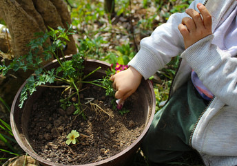 Naklejka premium A little boy is playing with the ground in the garden. Parsley plant in a pot. Celebrate Earth Day. 