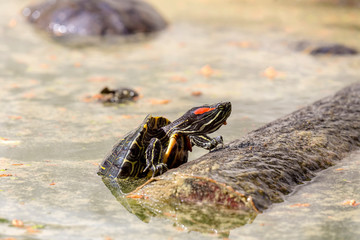 Water turtle (Trachemys scripta elegans) basks in the sun close-up