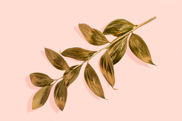 Golden branch butcher’s broom with leaves