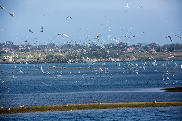 Large group of terns looking for mates during breeding season