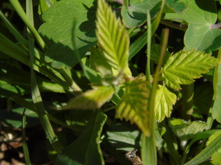Liguria, Italy – 04/03/2019: Beautiful caption of the fruits tree and other different  plants with first amazing  white and yellow flowers in the village and an incredible blue sky in the background. 