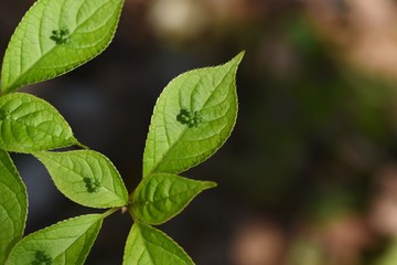 "Helwingia japonica" flowers bloom on the leaves.