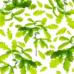 Set of green oak leaves and branches isolated on white background.