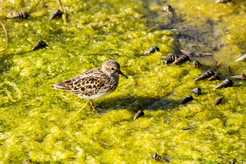 Shore bird hunting for dinner in green smile