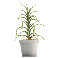 Fototapeta na wymiar Aloe in pot 