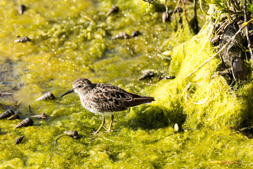 Shore bird hunting for dinner in green smile